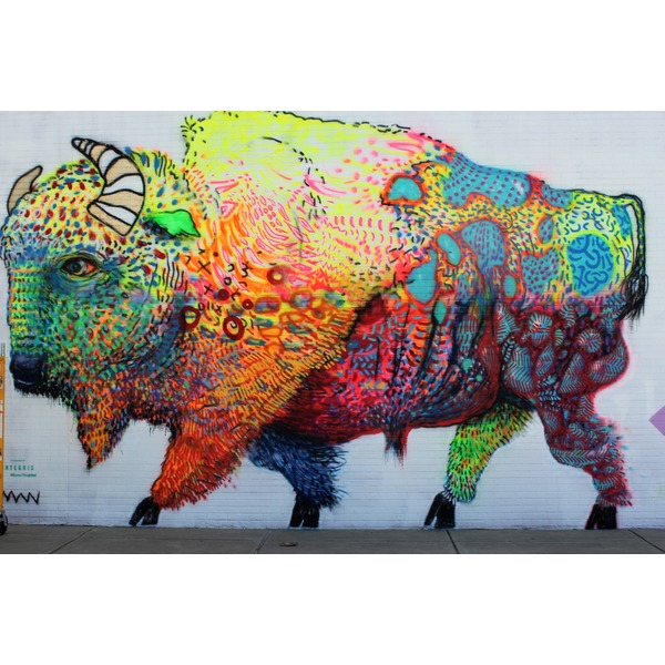 Buffalo Picture